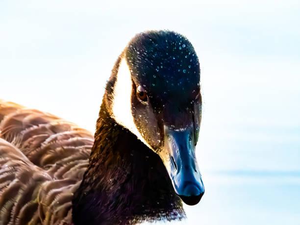 Branta Canadensis의 오리 머리 클로즈업 스톡 사진