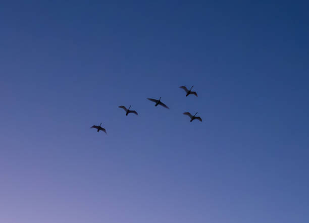 青い時間に飛ぶカモの群れのシルエット。 ストックフォト