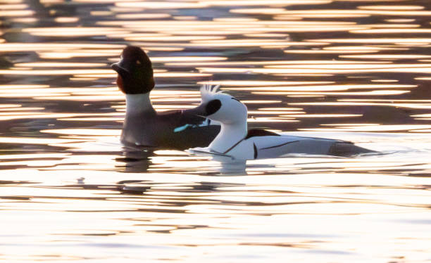 물 위의 Smew 암컷과 Smew 수컷 Mergellus Albellus 스톡 사진