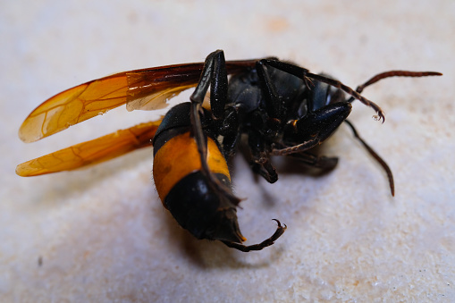 Macrophotography. Selective Focus. Closeup shot of bee corpse on white floor. Bees with black-orange patterns die by bending their bodies. Shot in Macro lens