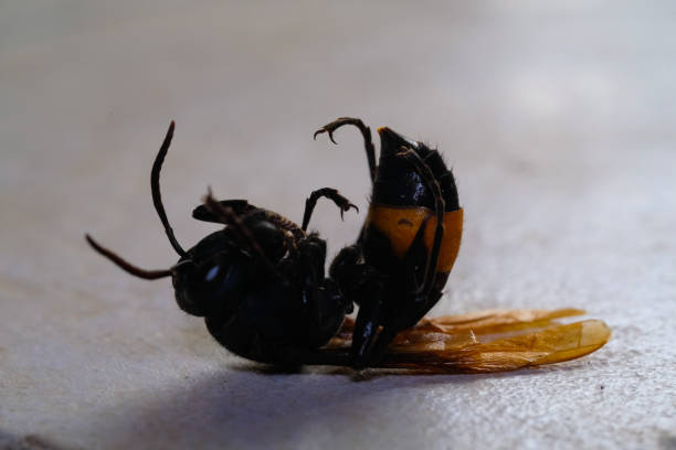 istock Closeup shot of bee corpse 2077401890