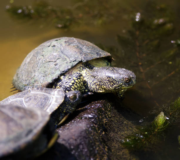 istock European Tortoise 2077402406