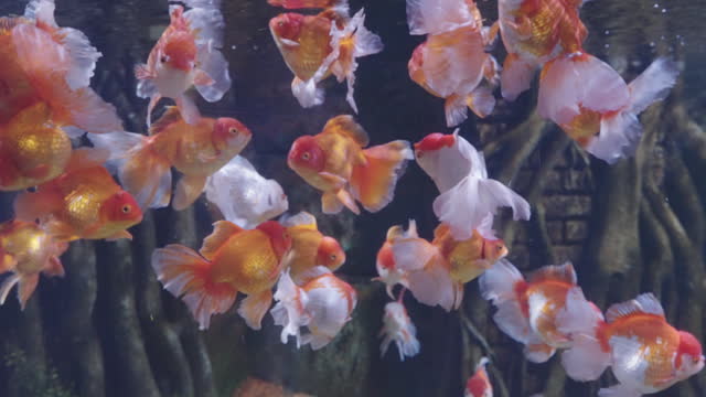 4k super slow motion school of goldfish swimming and relaxing in fish tank.
Group of beautiful life of aquarium pet in glass tank.