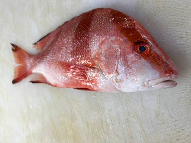 Free Stock Photo of Fish face - Closeup of a snapper | Download Free ...