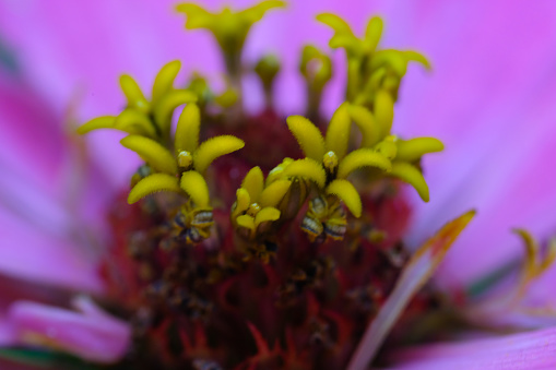 Macrophotography. Plant Closeup. Close-up shot of the pistil and stamens of a Zinnia elegans (Zinnia Violacea) flower. Beautiful zinnia flowers are pink with yellow pistils. Shot in Macro lens