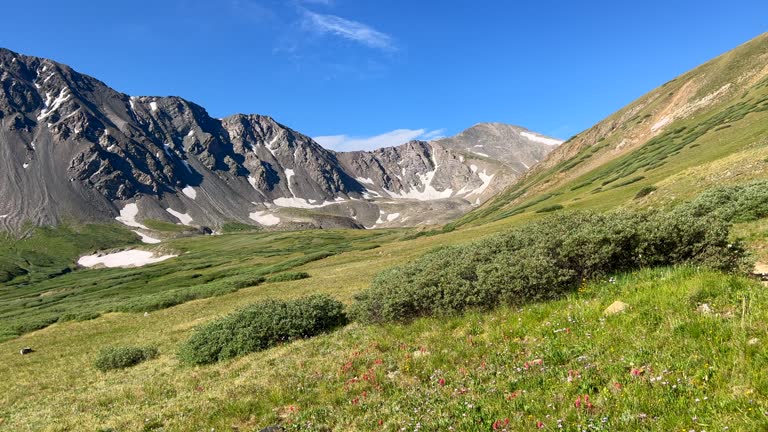 Colorado wildflowers Grays and Torreys trail head fourteener high elevation peak mountaineering hike hiking Rocky Mountains Continental Divide summer sunny bluebird high elevation scenic view pan up