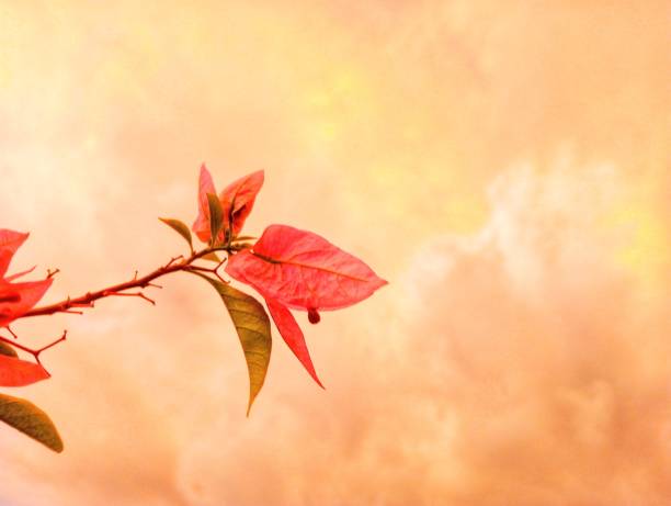 Flowers, nature, abstract background