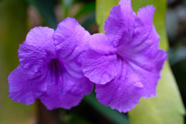 Macro Photography. Selective Focus. Close Up shot of Wild Purple Kencana Flower (Ruellia tuberosa). Beautiful purple flowers growing in the garden. Shot in Macro lens