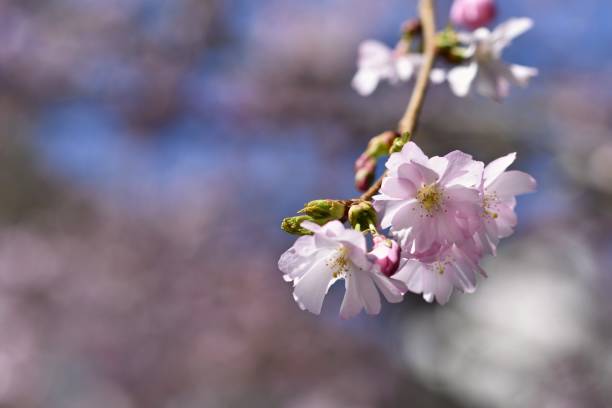istock Spring flowers. Beautifully blossoming tree branch. Cherry - Sakura and sun with a natural colored background. 2077423544