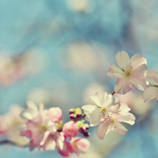 istock Spring flowers. Beautifully blossoming tree branch. Cherry - Sakura and sun with a natural colored background. 2077424588