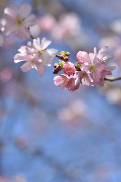 istock Spring flowers. Beautifully blossoming tree branch. Cherry - Sakura and sun with a natural colored background. 2077425102