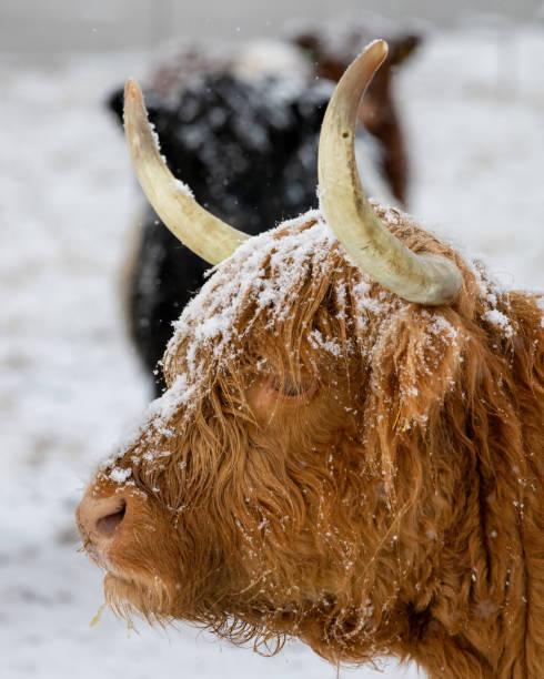 istock A Scottish Highland Cattle in Winter Wonderland 2077427681