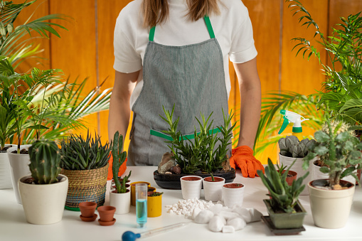 Engaged in indoor gardening, a woman nurtures plants at home, creating a green oasis and fostering a connection with nature