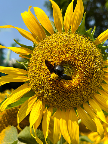 Stock photo showing close-up view of a single large sunflower (Helianthus annuus) flower head, with yellow petals and disk florets growing in a farm field, with a Carpenter bee pollinating the flowers.