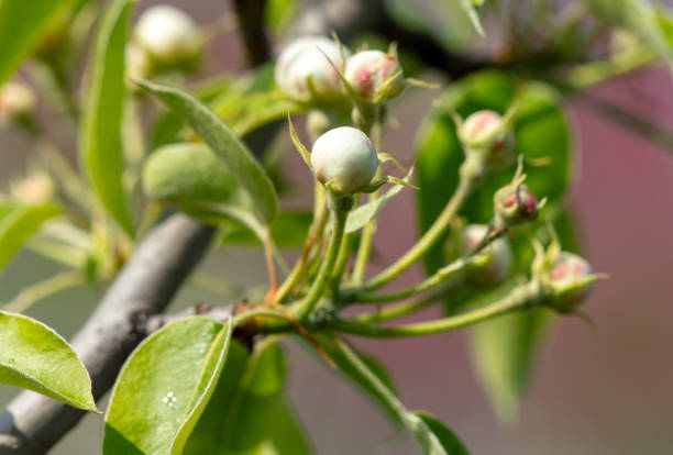 Flowers on a pear tree in spring. Close-up .