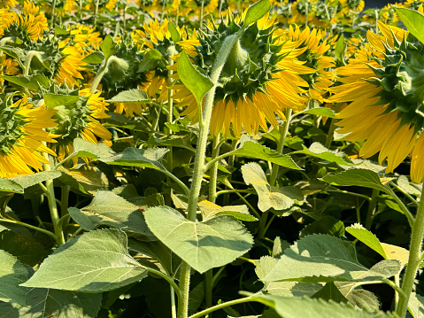 Stock photo showing rear view of sunflowers in a farm field, with a background of blurred yellow sunflowers that are in full bloom, along with their heart-shaped green leaves. The bright yellow petals are lit up by the strong morning sunshine.