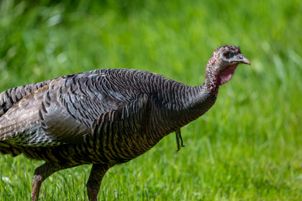 istock Wild turkey on green new grass 2077454242