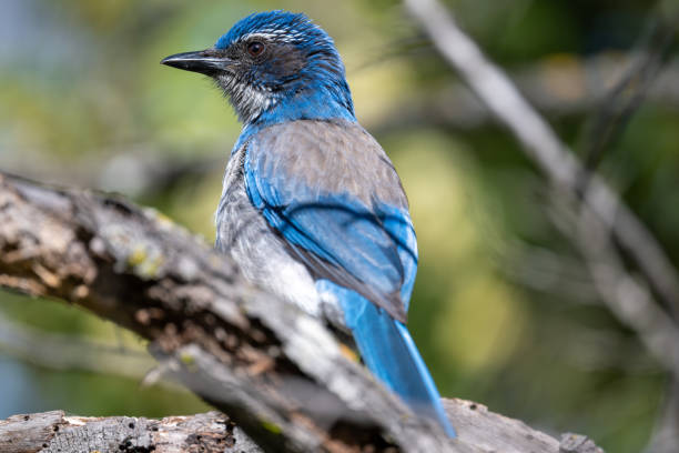 istock Close-up of California scrub-jay perching on branch 2077454245