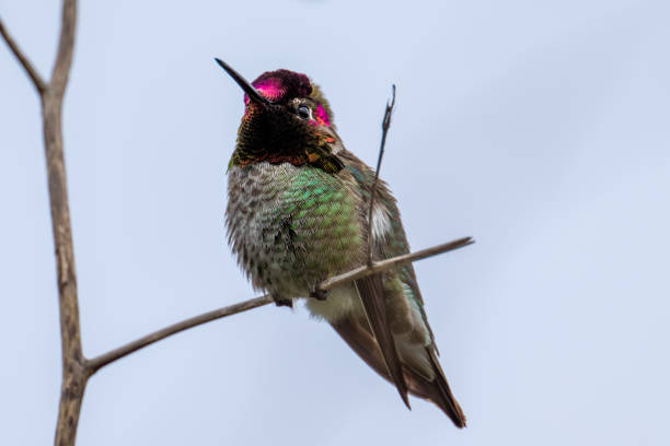 istock Low angle view of anna's hummingbird perching on branch against clear sky 2077454763