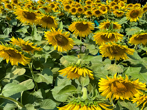 Stock photo showing sunflowers in a farm field, with a background of blurred yellow sunflowers that are in full bloom, along with their heart-shaped green leaves. The seed heads and bright yellow petals are lit up by the strong morning sunshine.