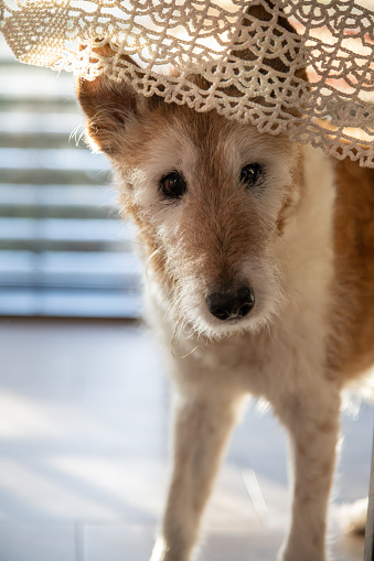 Fox Terrier Mix - Dog standing under the table