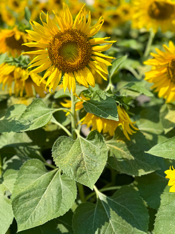 Stock photo showing sunflowers in a farm field, with a background of blurred yellow sunflowers that are in full bloom, along with their heart-shaped green leaves. The seed heads and bright yellow petals are lit up by the strong morning sunshine.