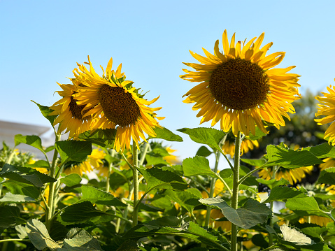 Stock photo showing sunflowers in a farm field, with a background of blurred yellow sunflowers that are in full bloom, along with their heart-shaped green leaves. The seed heads and bright yellow petals are lit up by the strong morning sunshine.