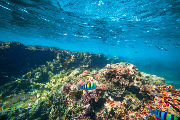 istock a Underwater coral reef on the red sea 2077467379