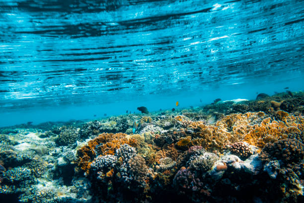 a Underwater coral reef on the red sea