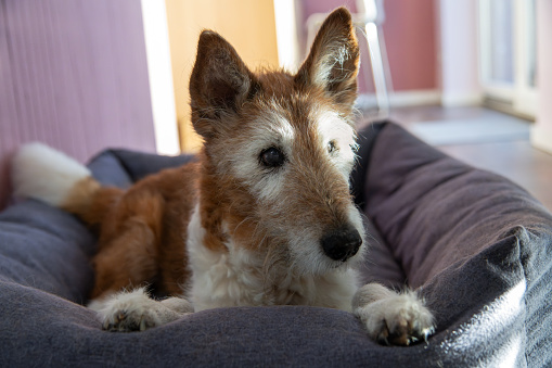 Fox Terrier mix – dog lying in the dog bed
