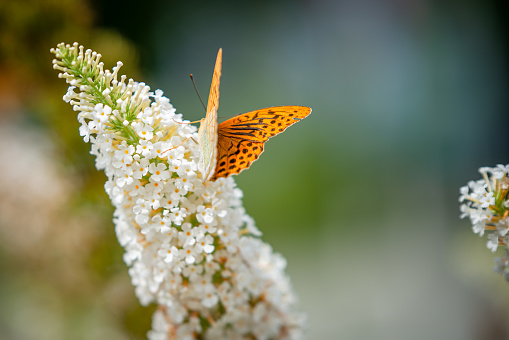 A Fluttering Friend on Lilac Blossoms