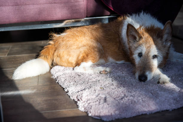 Fox Terrier Mix - Dog laying on the carpet