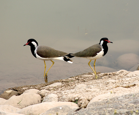 Red-wattled lapwing (Vanellus indicus), also known as did-he-do-it bird, is an Asian lapwing or large plover, a wader in the family Charadriidae. Like other lapwings they are also ground-dwelling birds that are incapable of perching. They have characteristic loud alarm call. Usually seen in pairs or small groups and usually not far from water they sometimes form large aggregations in the non-breeding season (winter). They nest on ground and lay three to four camouflaged eggs. Adults stay near the nest and fly around, diving at potential predators while calling noisily. The cryptically patterned chicks hatch and immediately follow their parents to feed, hiding by lying low on the ground or in the grass when threatened