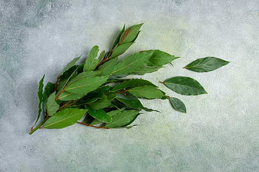 Fresh Laurel Bay Leaves branch wet isolated on white background herbs