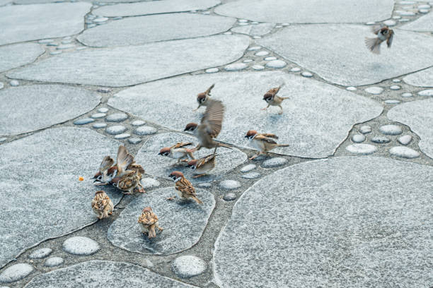 Image of sparrows competing for food
