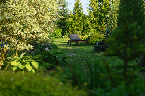 natural bush fence of backyard over sunny sky.