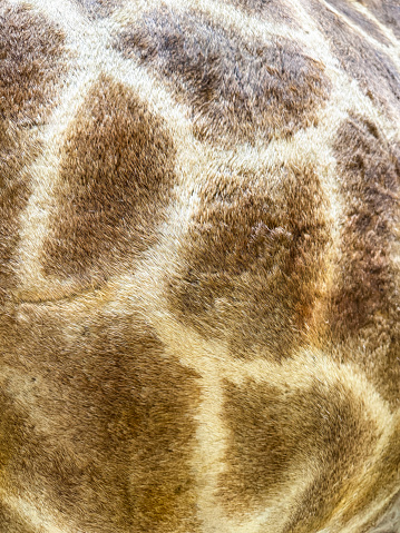 Stock photo showing some brown and cream giraffe skin patches (spots), which are forming a natural background pattern. The patches of giraffes are believed to help break up their outline and shape, working in the same way as camouflage and confusing potential colour-blind predators on the African plains.