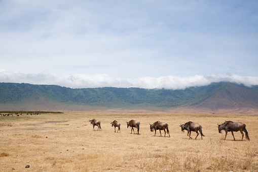 A group of wildebeests in the desert with a mountain backdrop in Ngorongoro, Tanzania