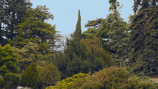 Cypresses and pines . Coniferous forest.