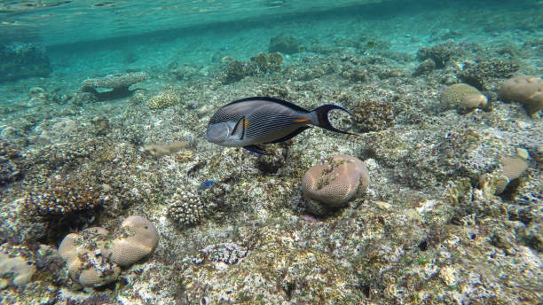 Sohal Tang surgeonfish from red sea swimming Sohal Tang (Acanthurus sohal) surgeonfish from red sea swimming in the natural environment. colorful sohal fish (acanthurus sohal) stock pictures, royalty-free photos & images