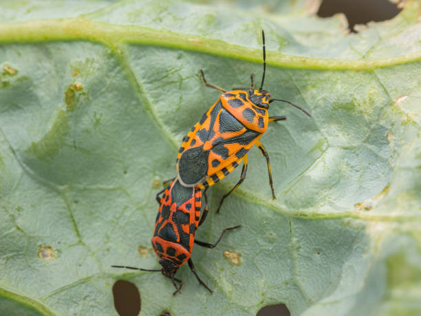 istock A couple of small heaths on a green leaf 2077522605