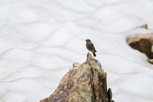 A Black Redstart sitting on a rock, sunny day in summer in the Italian Alps