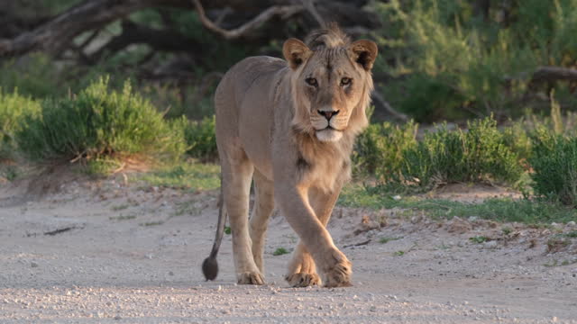 Young Lion Walking In African Savanna - Close Up