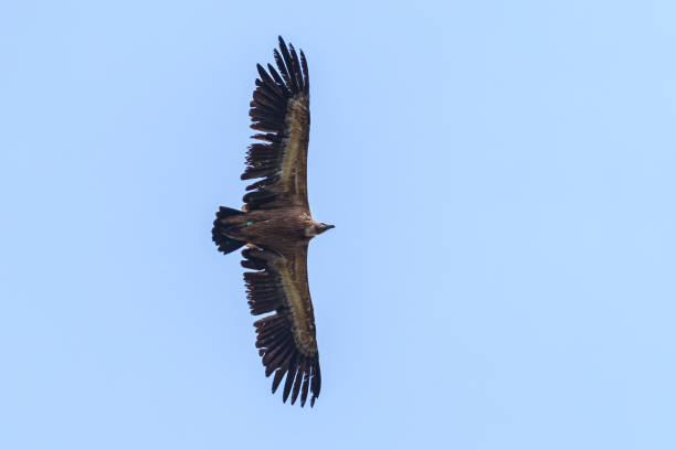 istock One griffon vulture flying in blue sky 2077525933