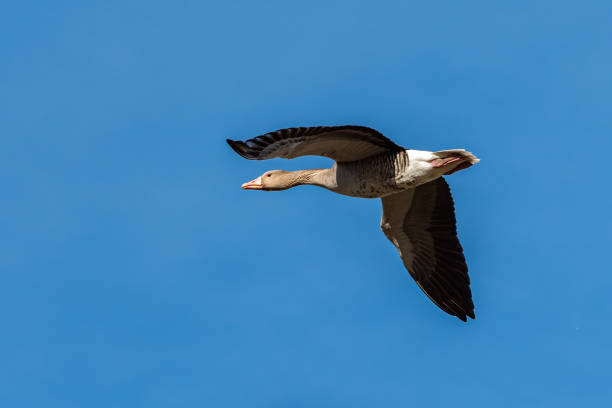 istock Greylag goose in flight on a sunny day in winter 2077528069