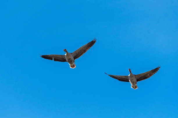 Greylag goose in flight on a sunny day in winter, blue sky