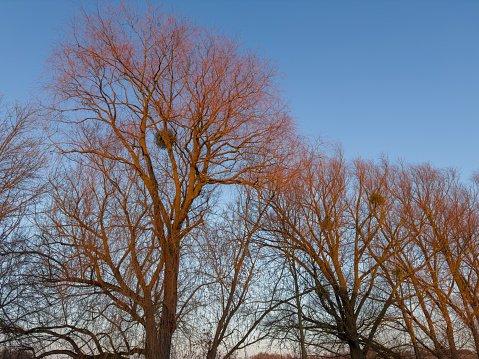 Old willows with fallen leaves illuminated by rays of the setting sun against the clear sky in spring evening