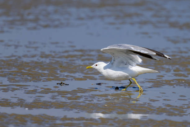 istock A Mew gull on a beach on a sunny day 2077532879