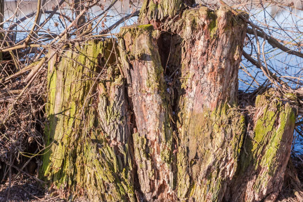 High sawn partly rotten stumps of the deciduous trees on pond bank in spring sunny evening, background