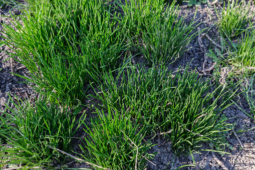 Bushes of fresh green grass with young sprouts against the soil in sunny spring day